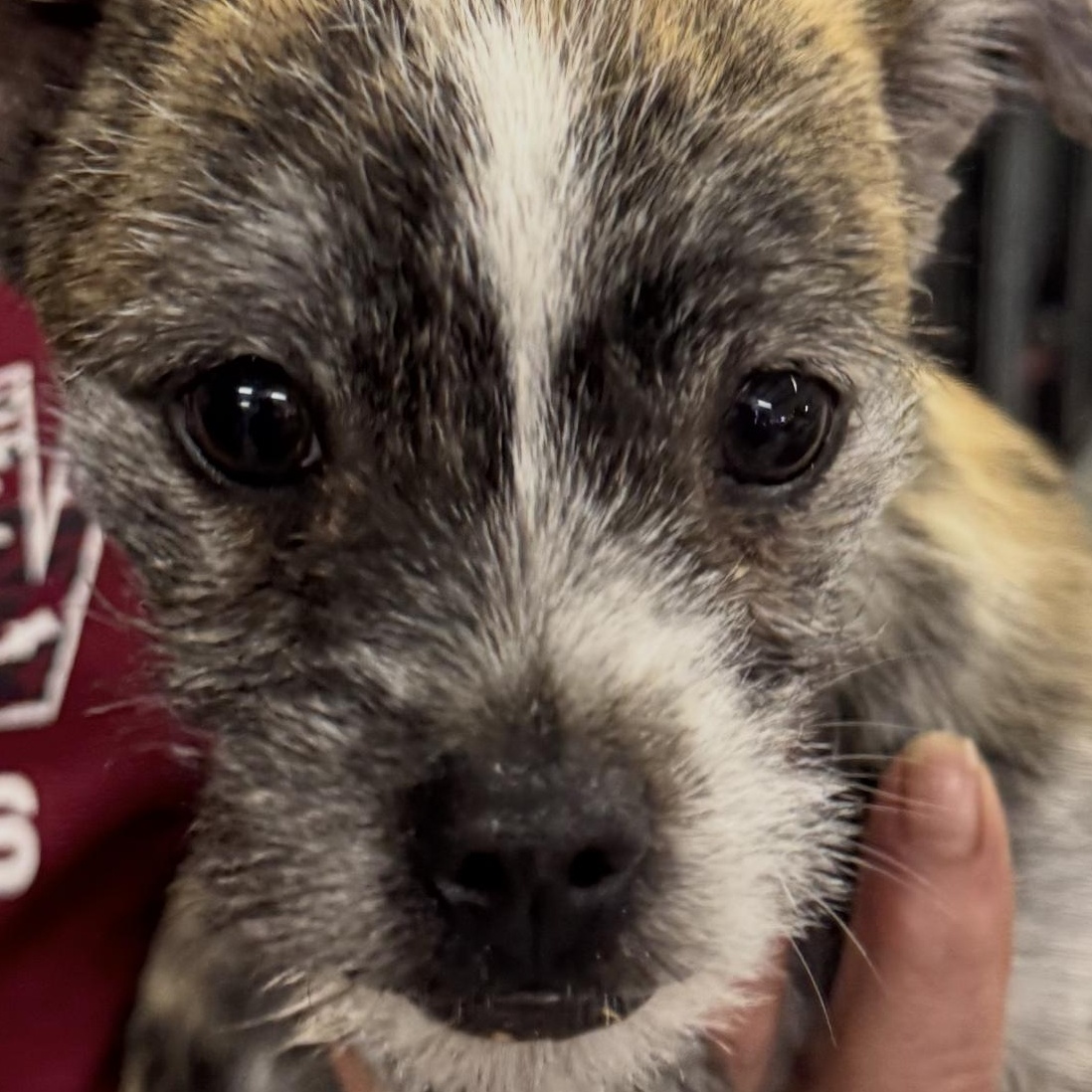 Enlarge Max, an adopted mixed breed in Muldrow, OK image 2/3