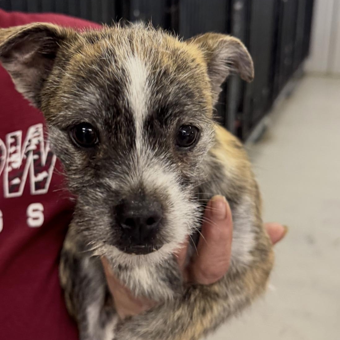 Enlarge Max, an adopted mixed breed in Muldrow, OK image 3/3