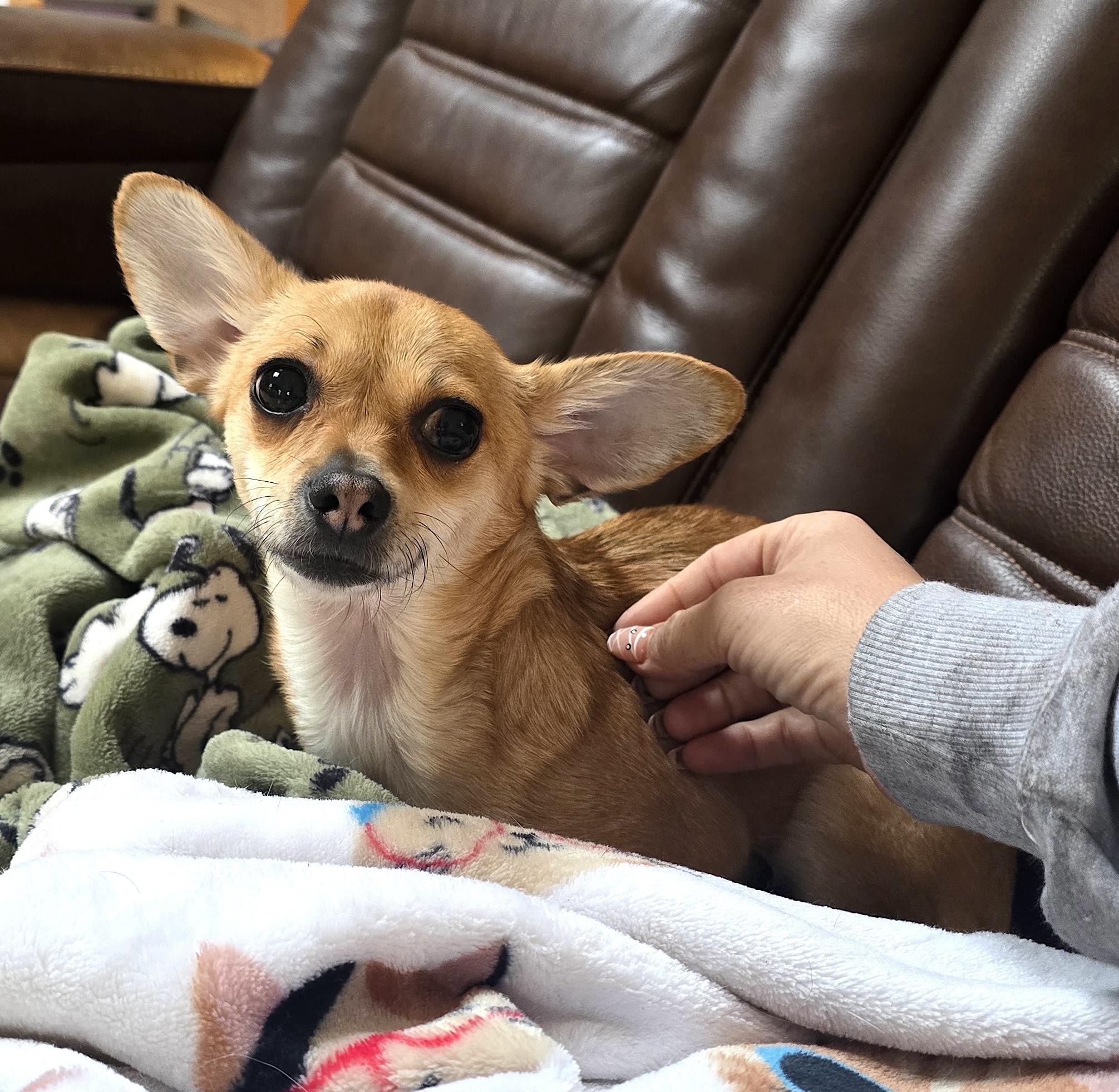 Olivia, Adoptable, Young Female Chihuahua.