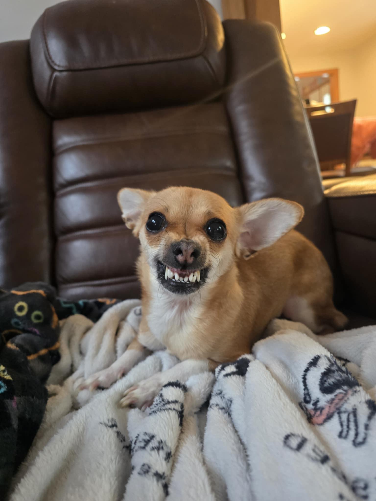 Olivia, a Adoptable mixed breed in Milford, MA image 3/3