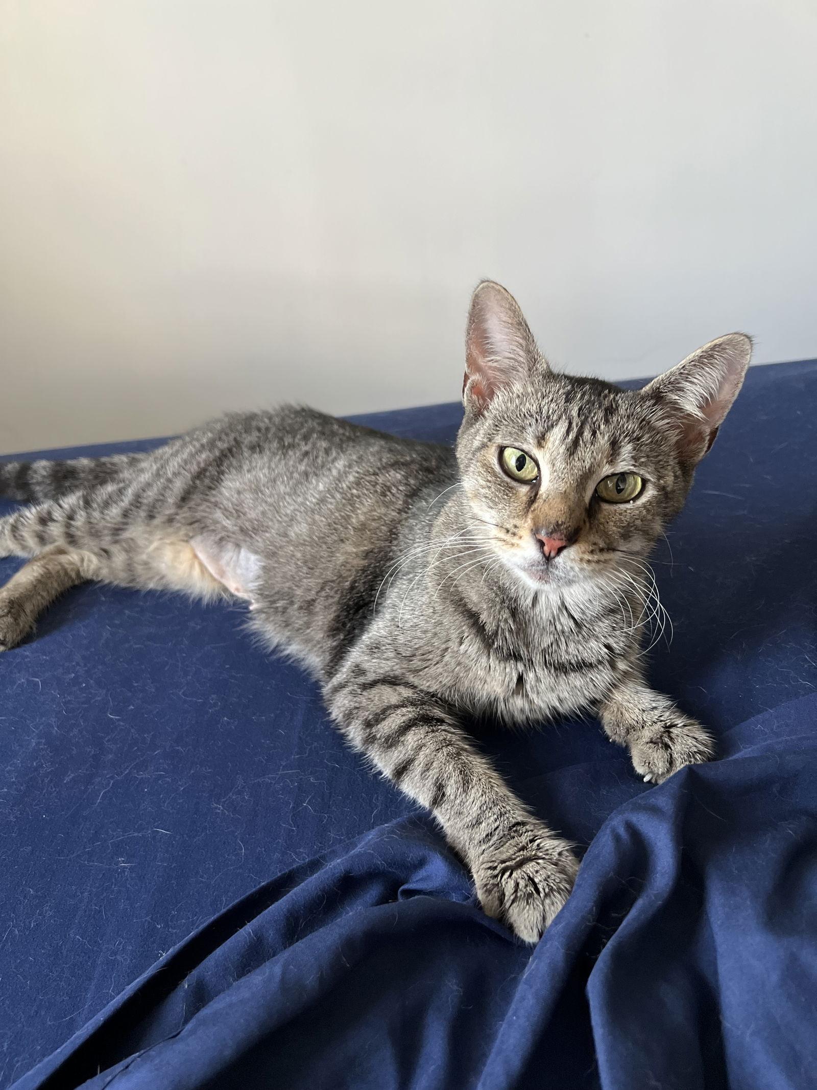 Sophie, Adoptable, Young Female Domestic Short Hair.