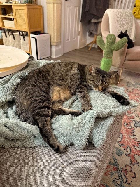 Sophie, Adoptable, Young Female Domestic Short Hair.