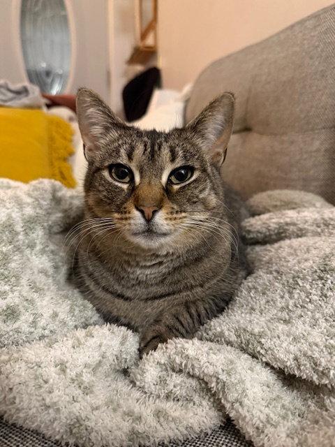 Enlarge Sophie, a Adoptable Domestic Short Hair in Philadelphia, PA image 2/3