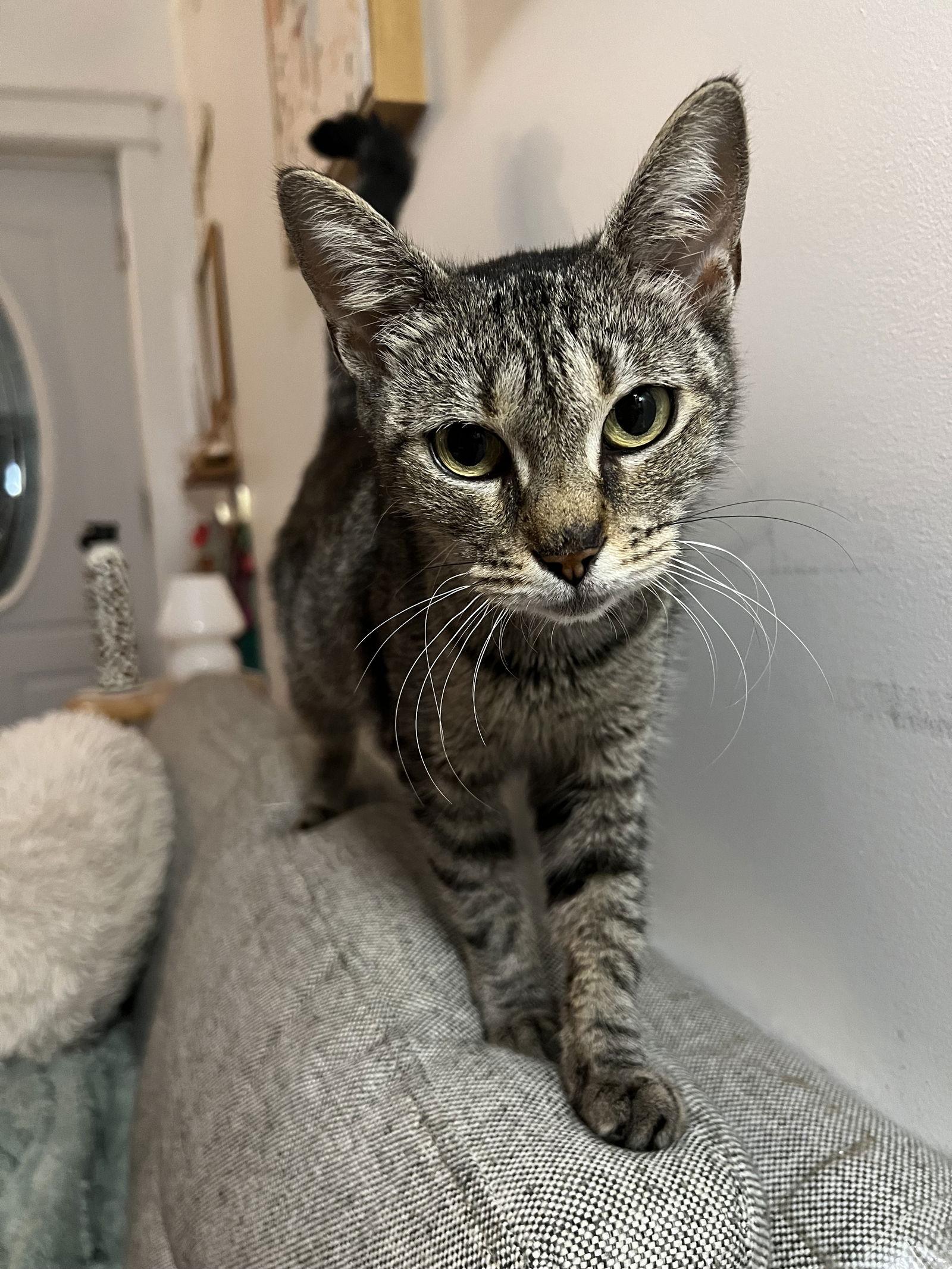 Sophie, a Adoptable Domestic Short Hair in Philadelphia, PA image 3/3