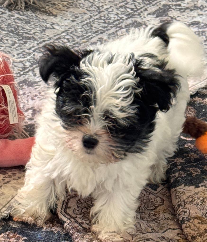 Barkis-3mo Fluffy Puppy!, Adopted, Puppy Male Maltese & Poodle.