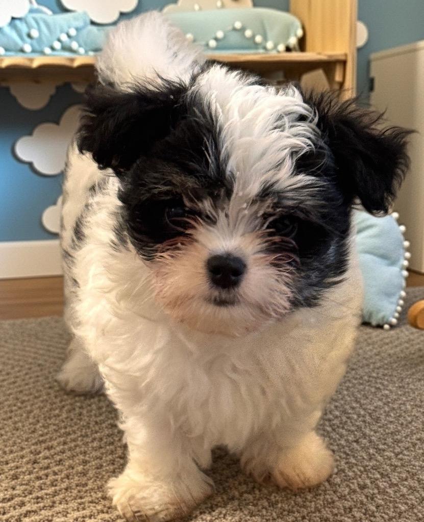 Enlarge Barkis-3mo Fluffy Puppy!, a Adopted mixed breed in Fort Myers, FL image 2/2