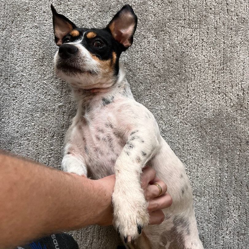 Enlarge Pepper, an adoptable mixed breed in Houston, TX image 11/13