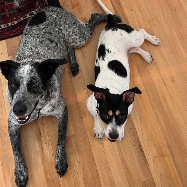 Enlarge Pepper, an adoptable mixed breed in Houston, TX image 9/13