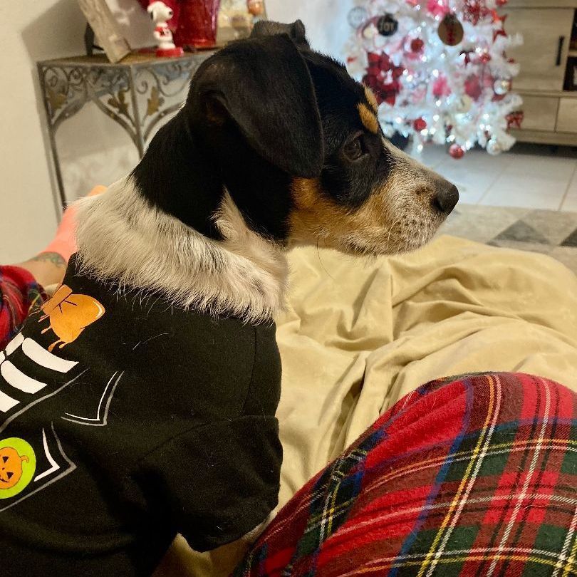 Enlarge Pepper, an adoptable mixed breed in Houston, TX image 1/13