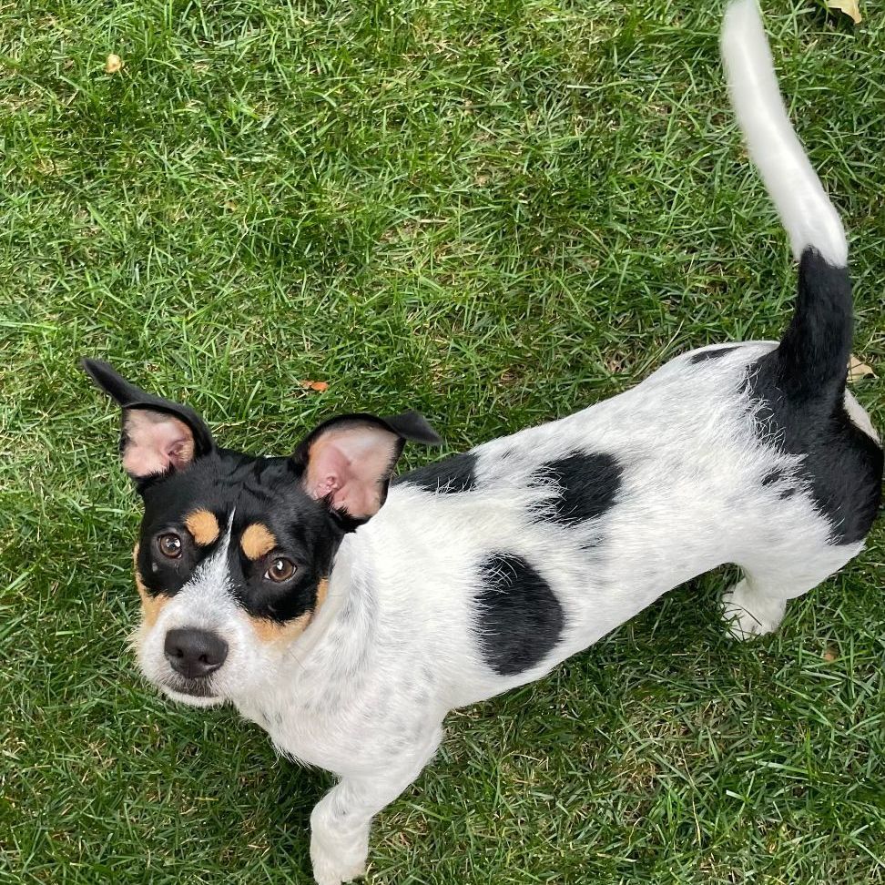 Enlarge Pepper, an adoptable mixed breed in Houston, TX image 10/13