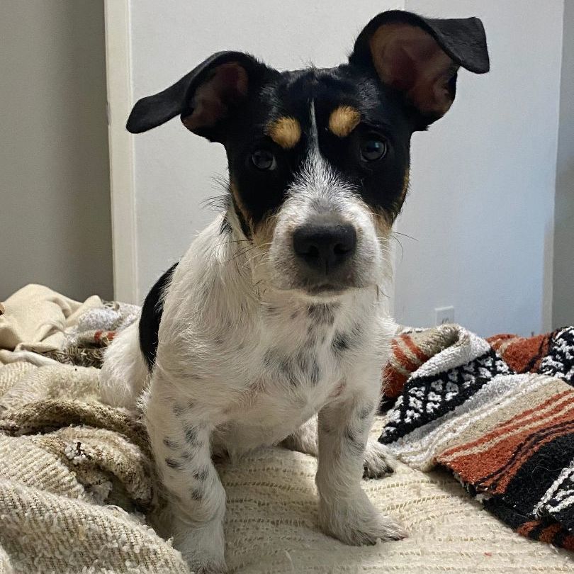 Enlarge Pepper, an adoptable mixed breed in Houston, TX image 12/13