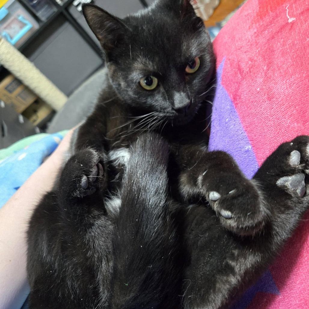 Margaret McGuire, Adoptable, Young Female Domestic Short Hair.