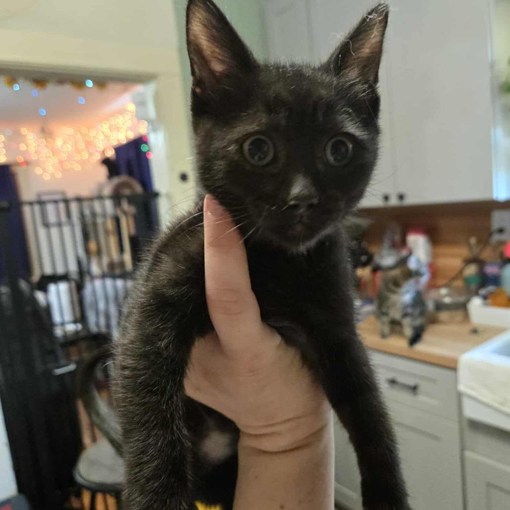 Enlarge Margaret McGuire, a Adoptable Domestic Short Hair in Eagle Mountain, UT image 1/1