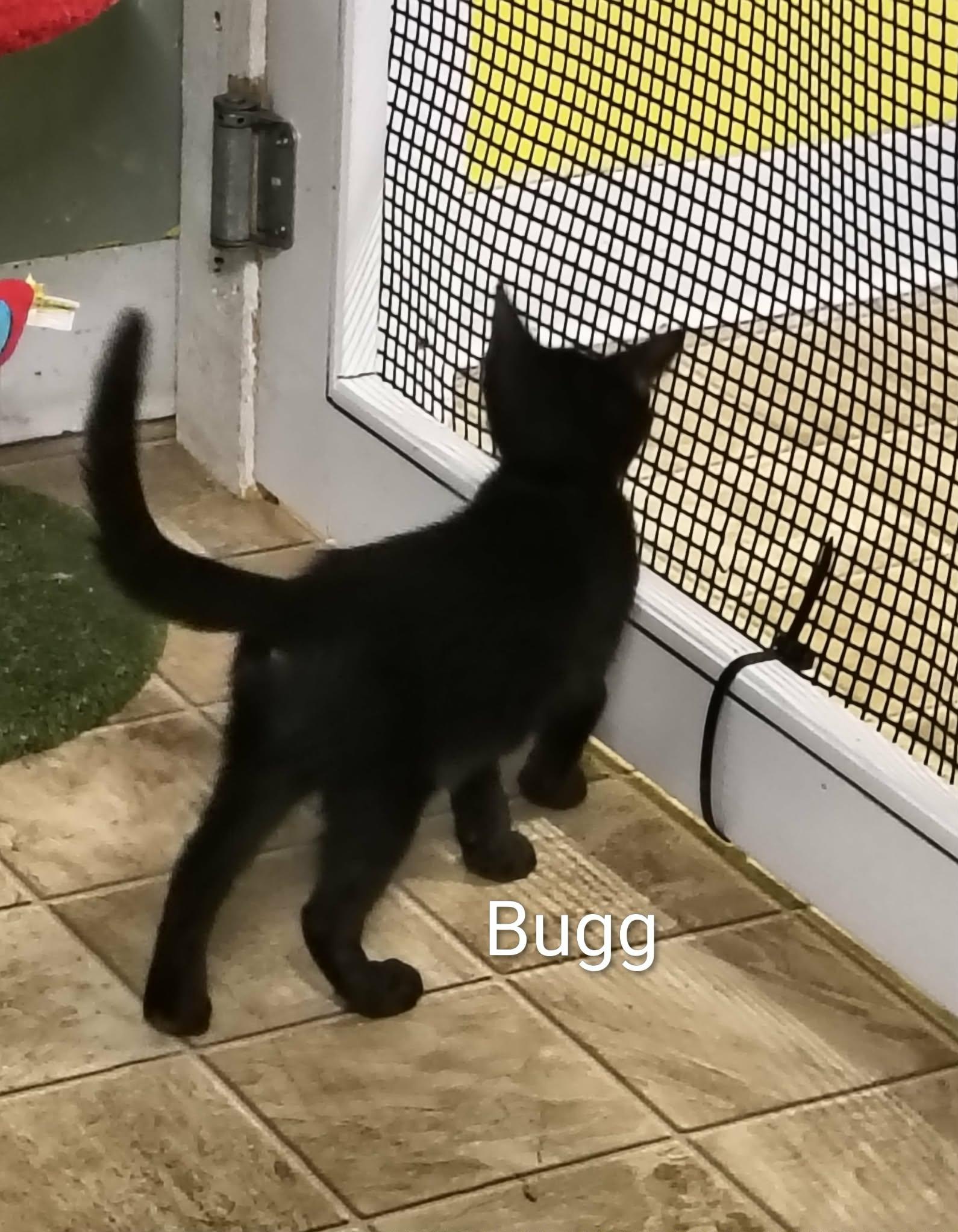 Enlarge Bugg, a Adoptable Domestic Short Hair in Stover, MO image 1/3