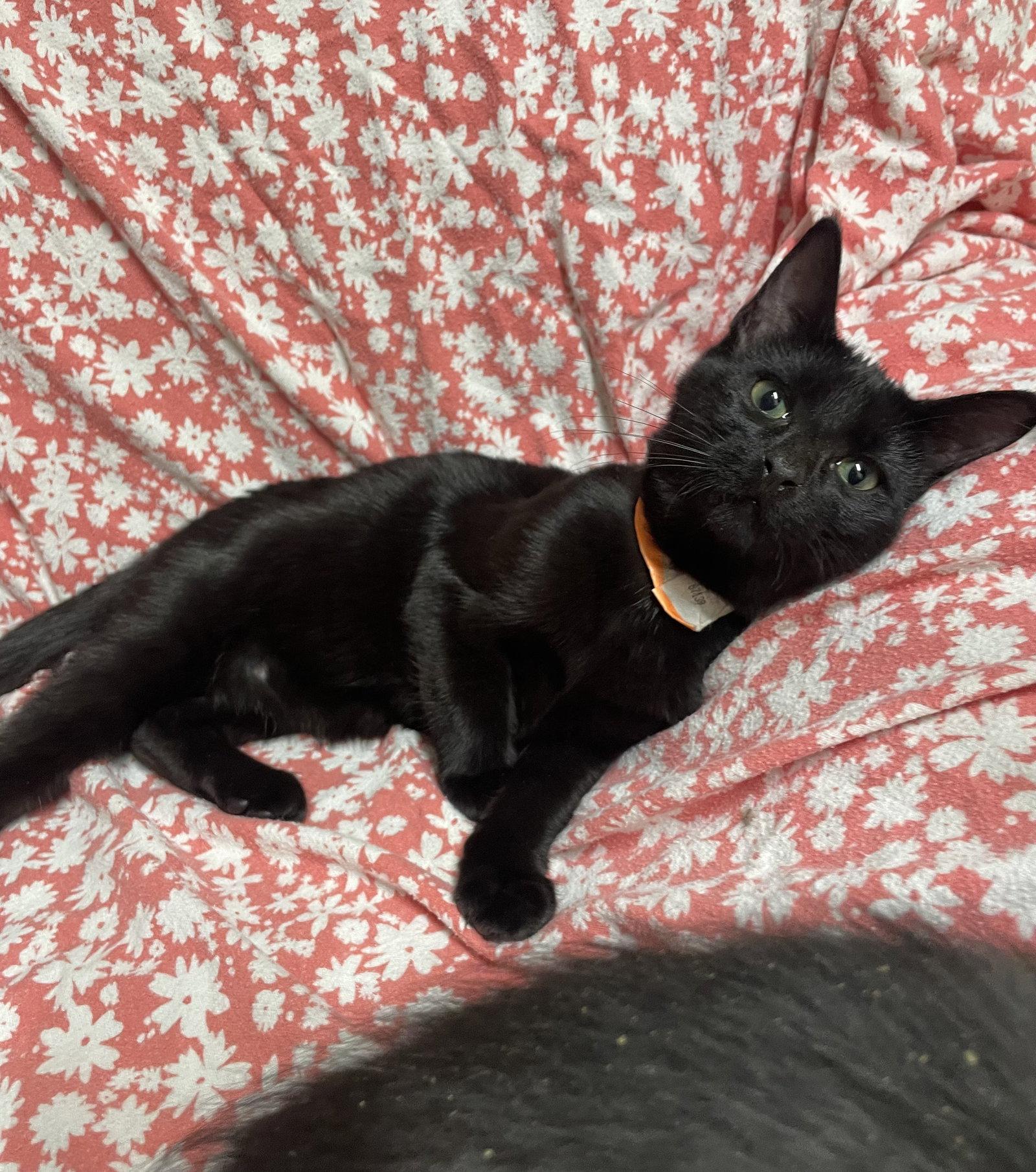 Enlarge Bugg, a Adoptable Domestic Short Hair in Stover, MO image 2/3