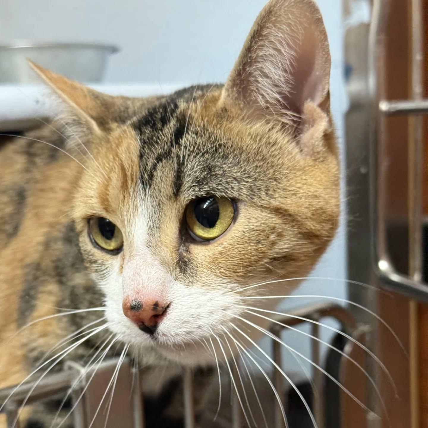 Enlarge Maye, a Adoptable Domestic Short Hair in HANSON, MA image 1/1