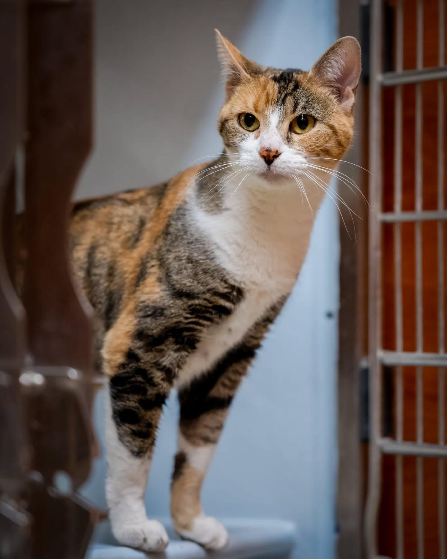 Maye, Adoptable, Young Female Domestic Short Hair.