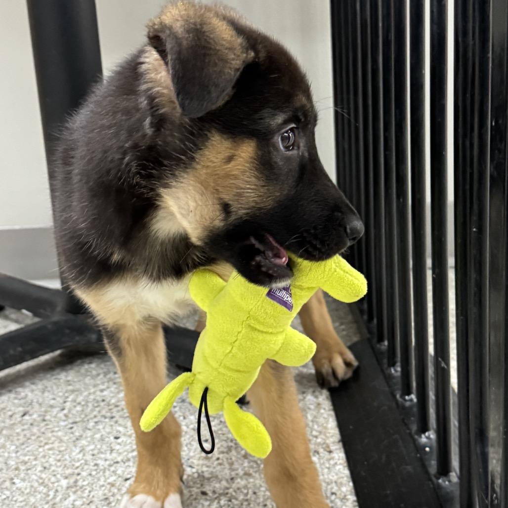 Cooper, Adoptable, Young Male German Shepherd Dog.