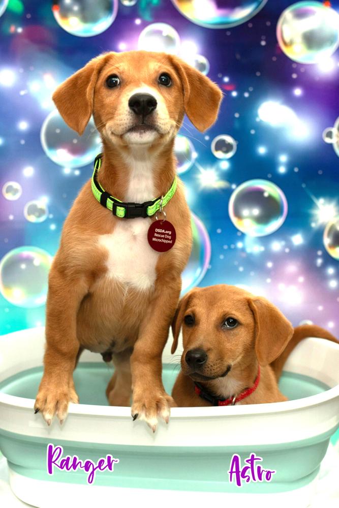 26-030 Ranger, a Adoptable mixed breed in Richardson, TX image 1/6