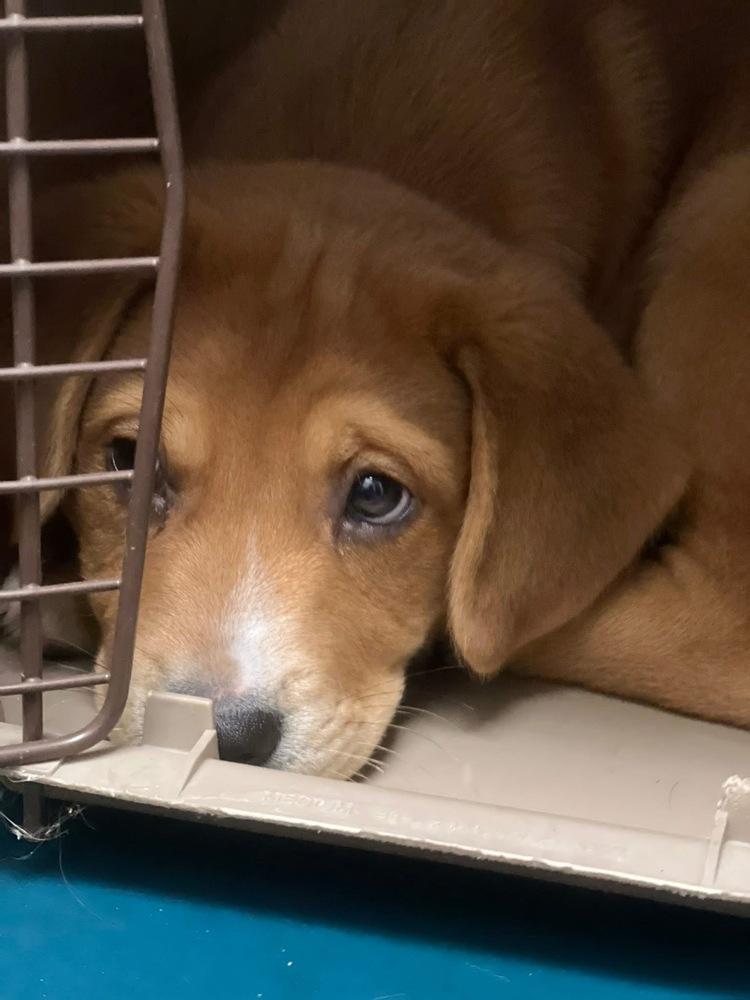 26-030 Ranger, a Adoptable mixed breed in Richardson, TX image 3/6