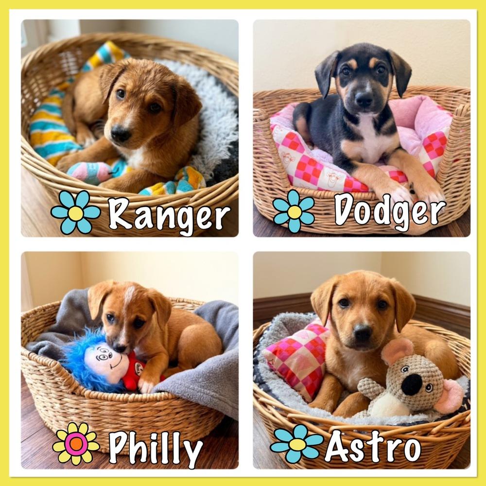 26-030 Ranger, a Adoptable mixed breed in Richardson, TX image 4/6