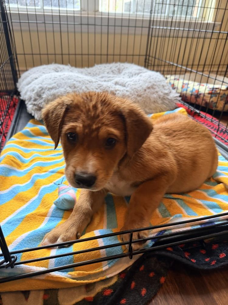 26-030 Ranger, a Adoptable mixed breed in Richardson, TX image 5/6