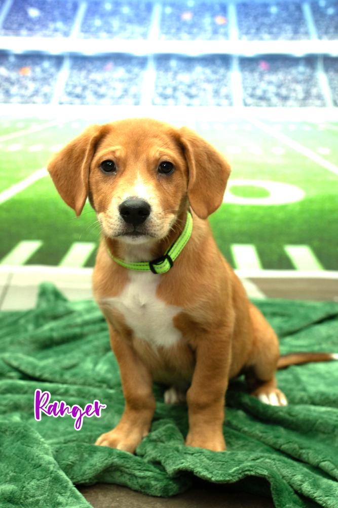 26-030 Ranger, a Adoptable mixed breed in Richardson, TX image 6/6