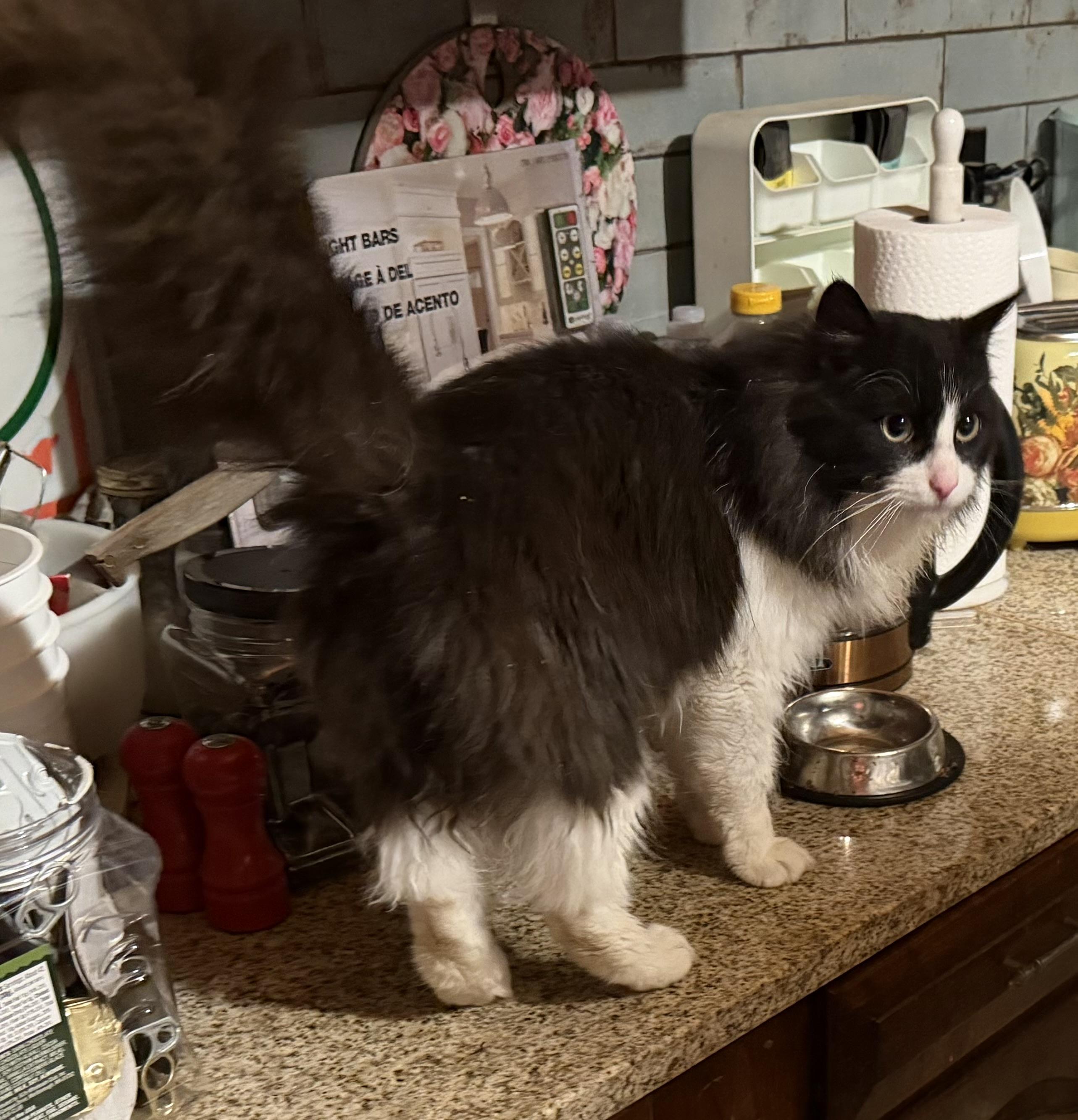 REMI, a ADOPTABLE mixed breed in Churchville, PA image 4/4