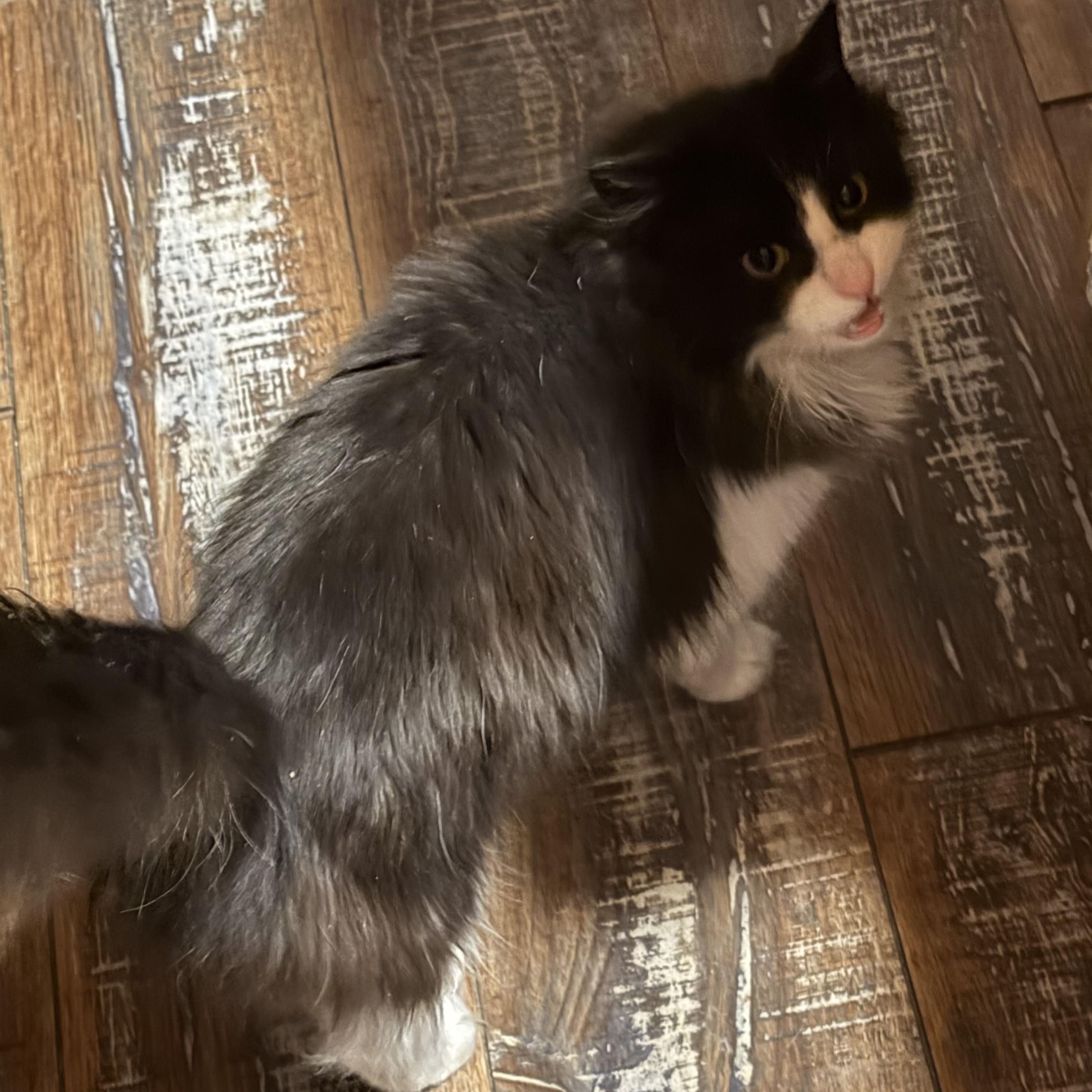 REMI, a ADOPTABLE mixed breed in Churchville, PA image 3/4