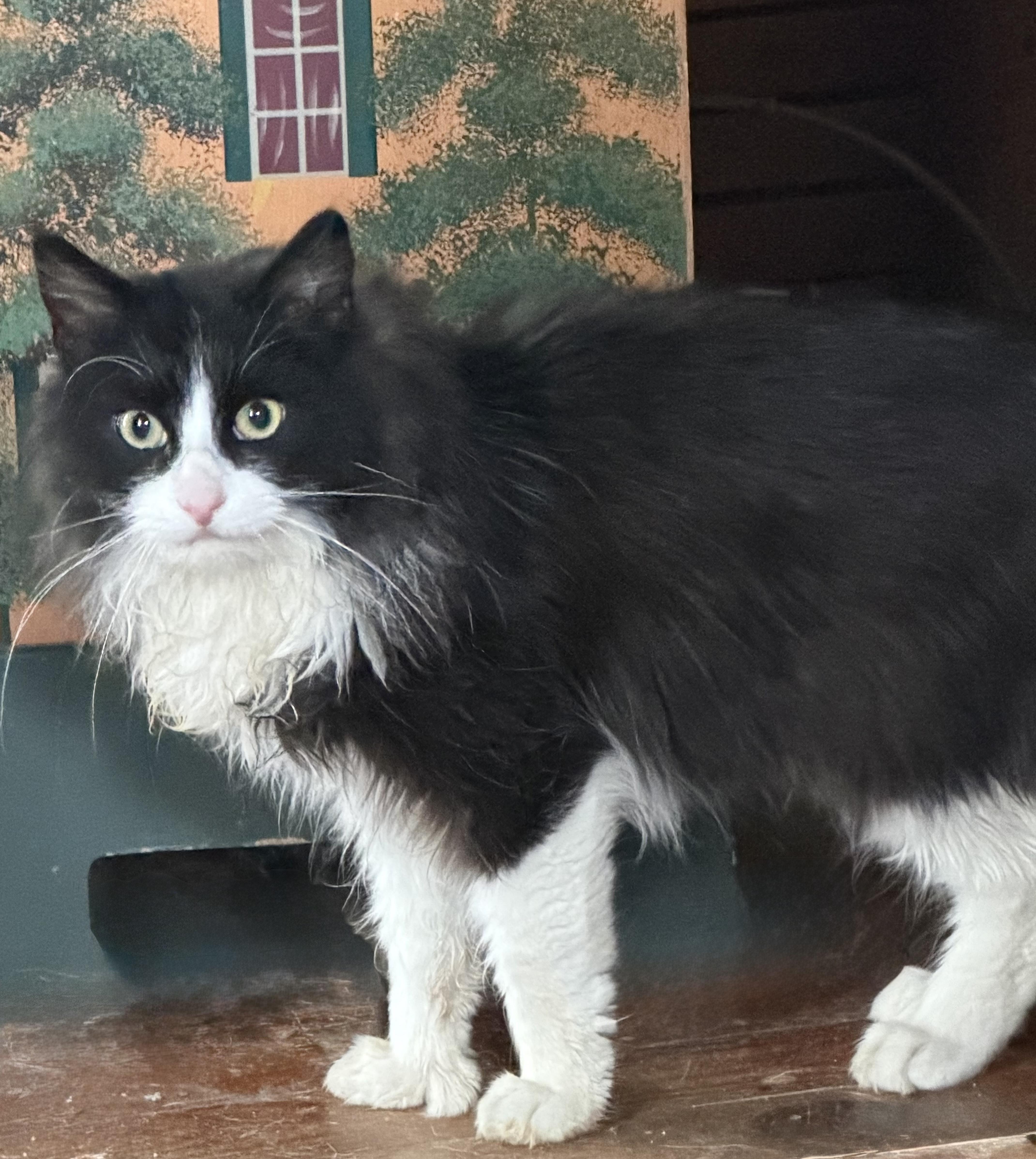 REMI, ADOPTABLE, Young Male Maine Coon & Extra-Toes Cat / Hemingway Polydactyl.