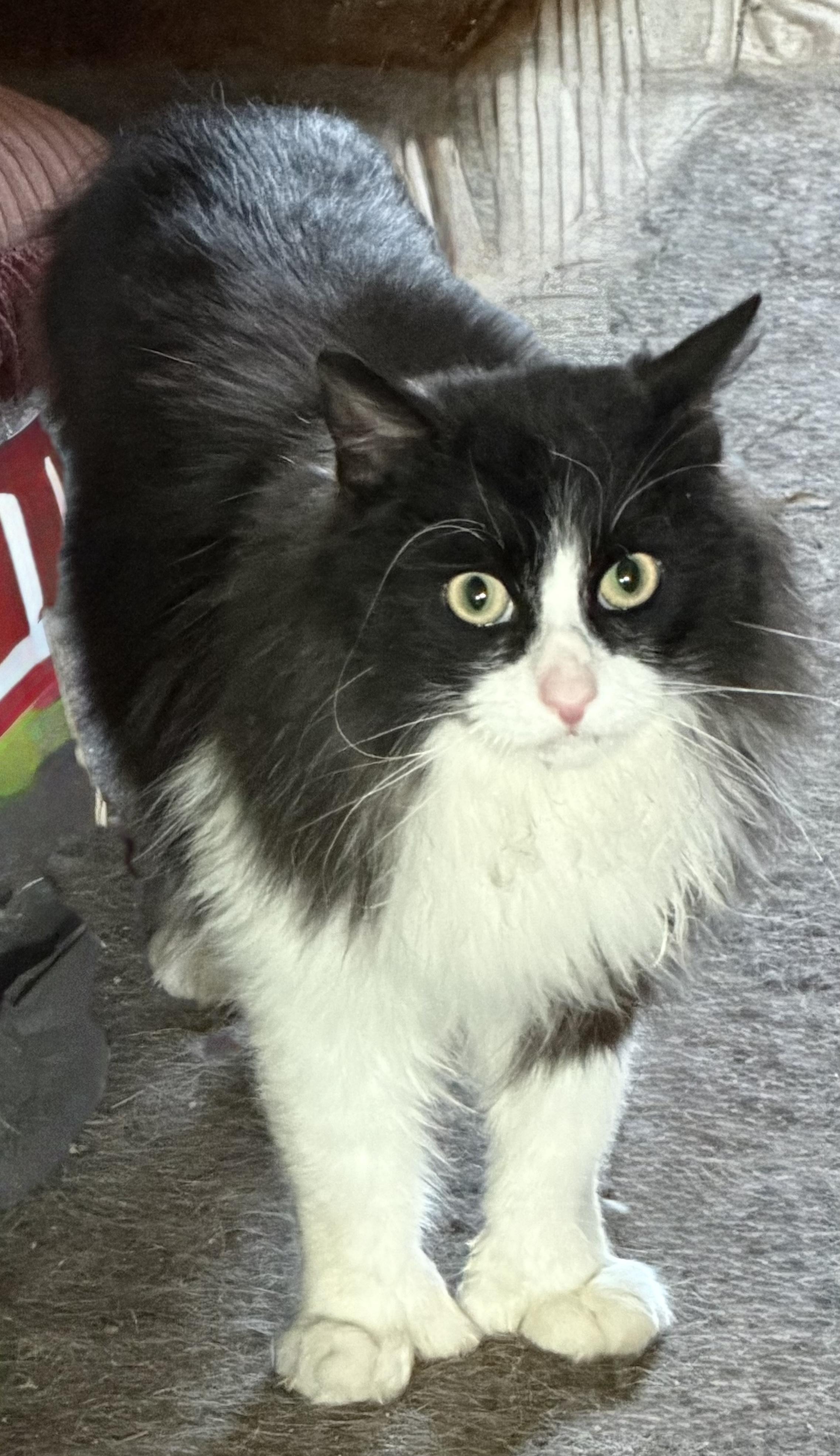 REMI, a ADOPTABLE mixed breed in Churchville, PA image 2/4