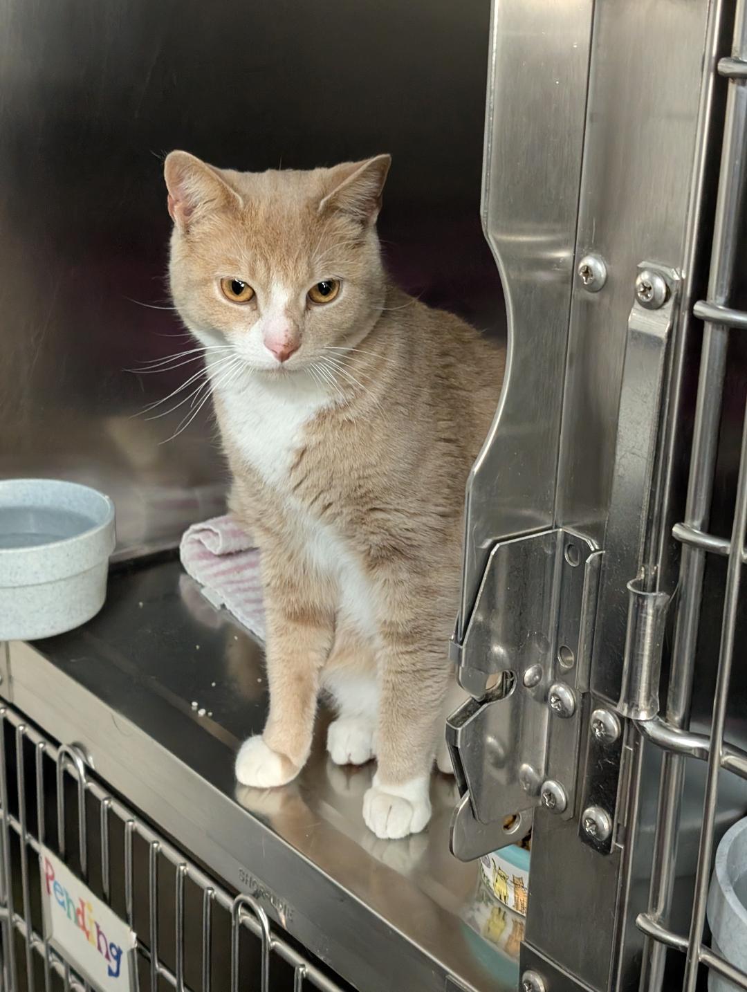 Enlarge Habanero, a ADOPTABLE Domestic Short Hair in Reisterstown, MD image 2/3