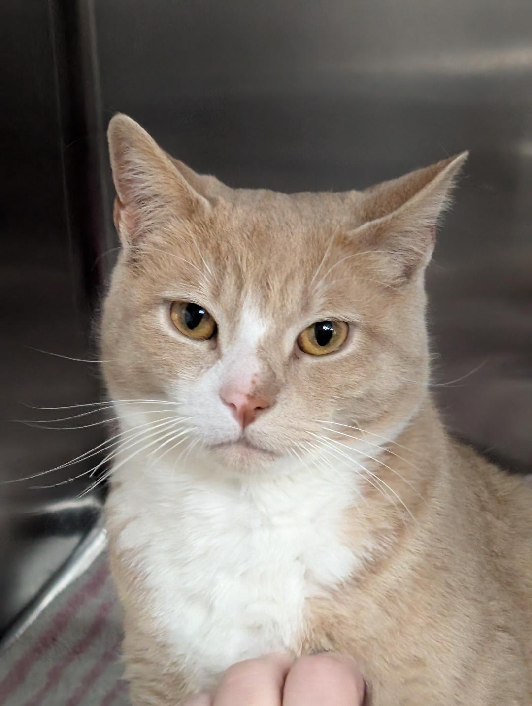 Enlarge Habanero, a ADOPTABLE Domestic Short Hair in Reisterstown, MD image 1/3