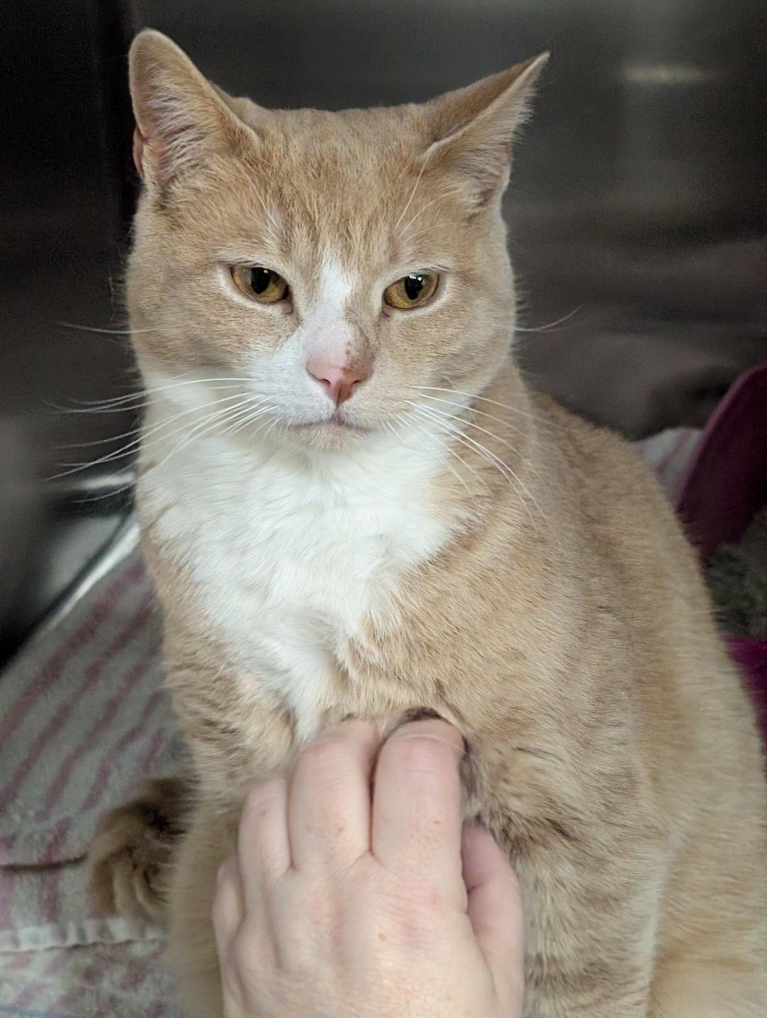 Enlarge Habanero, a ADOPTABLE Domestic Short Hair in Reisterstown, MD image 3/3