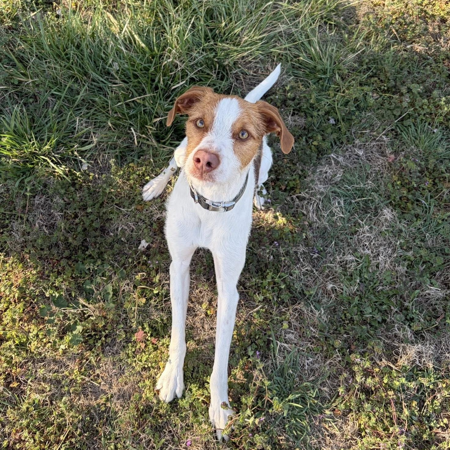 Lucky, a ADOPTABLE mixed breed in McPherson, KS image 2/2