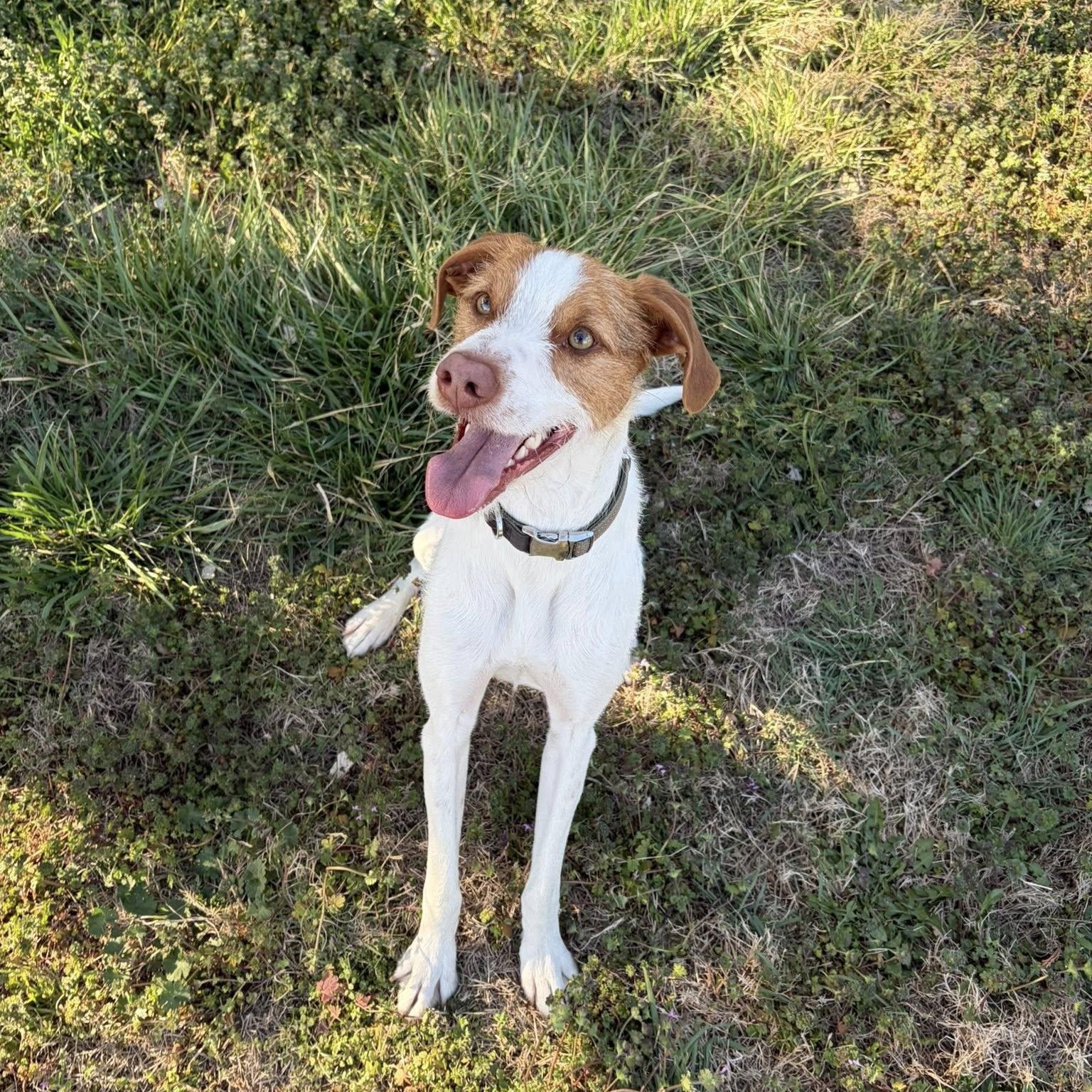 Lucky, ADOPTABLE, Adult Male Brittany Spaniel.