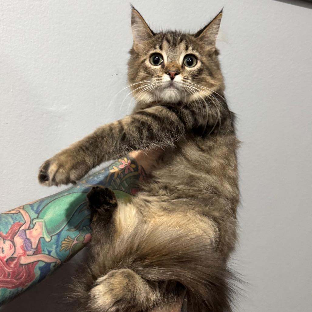 Diana, Adoptable, Young Female Domestic Long Hair.