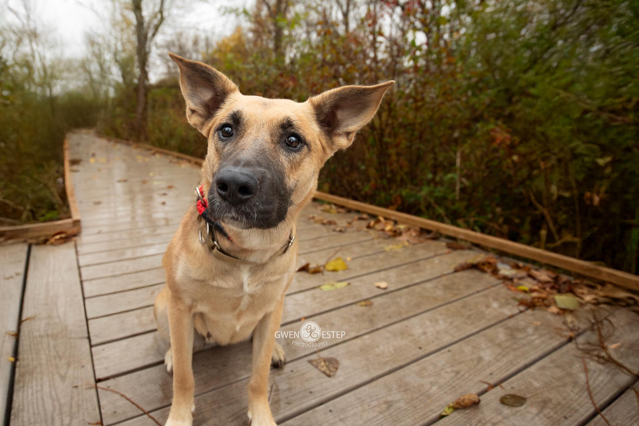 Enlarge Remington, a Adoptable mixed breed in Dayton, OH image 4/6