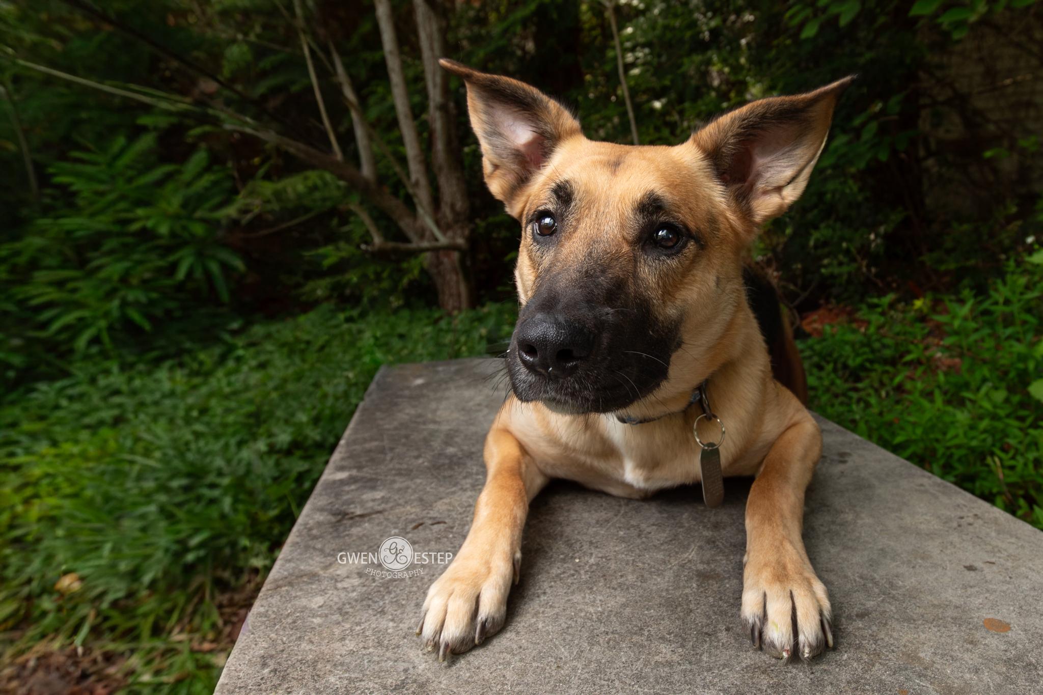 Remington *Special needs*, adoptable, Adult Female German Shepherd Dog.