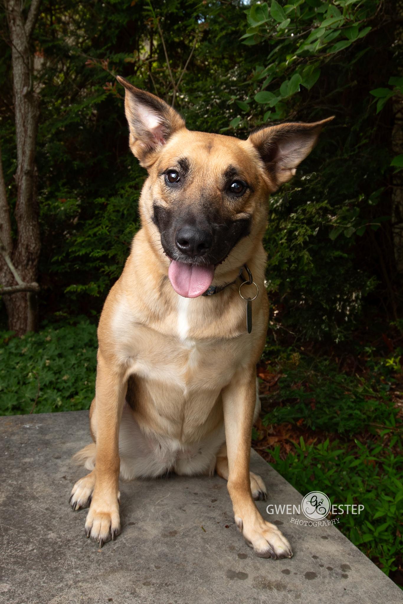 Enlarge Remington *Special needs*, an adoptable mixed breed in Dayton, OH image 3/6