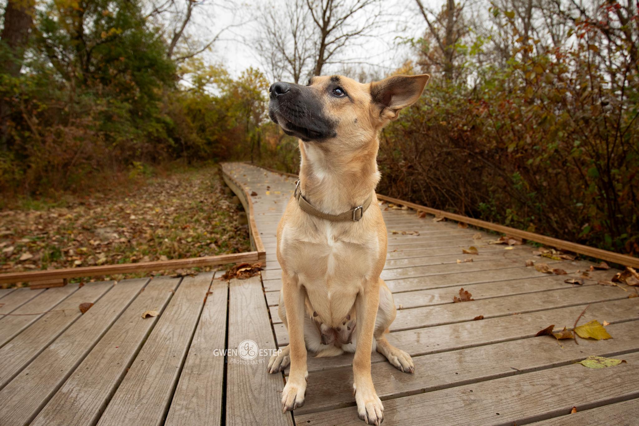 Enlarge Remington, a Adoptable mixed breed in Dayton, OH image 3/6