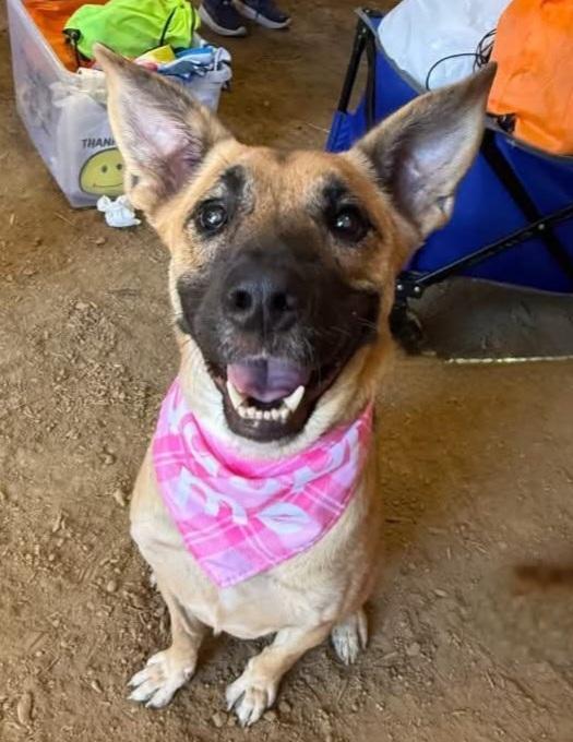 Enlarge Remington, a Adoptable mixed breed in Dayton, OH image 6/6