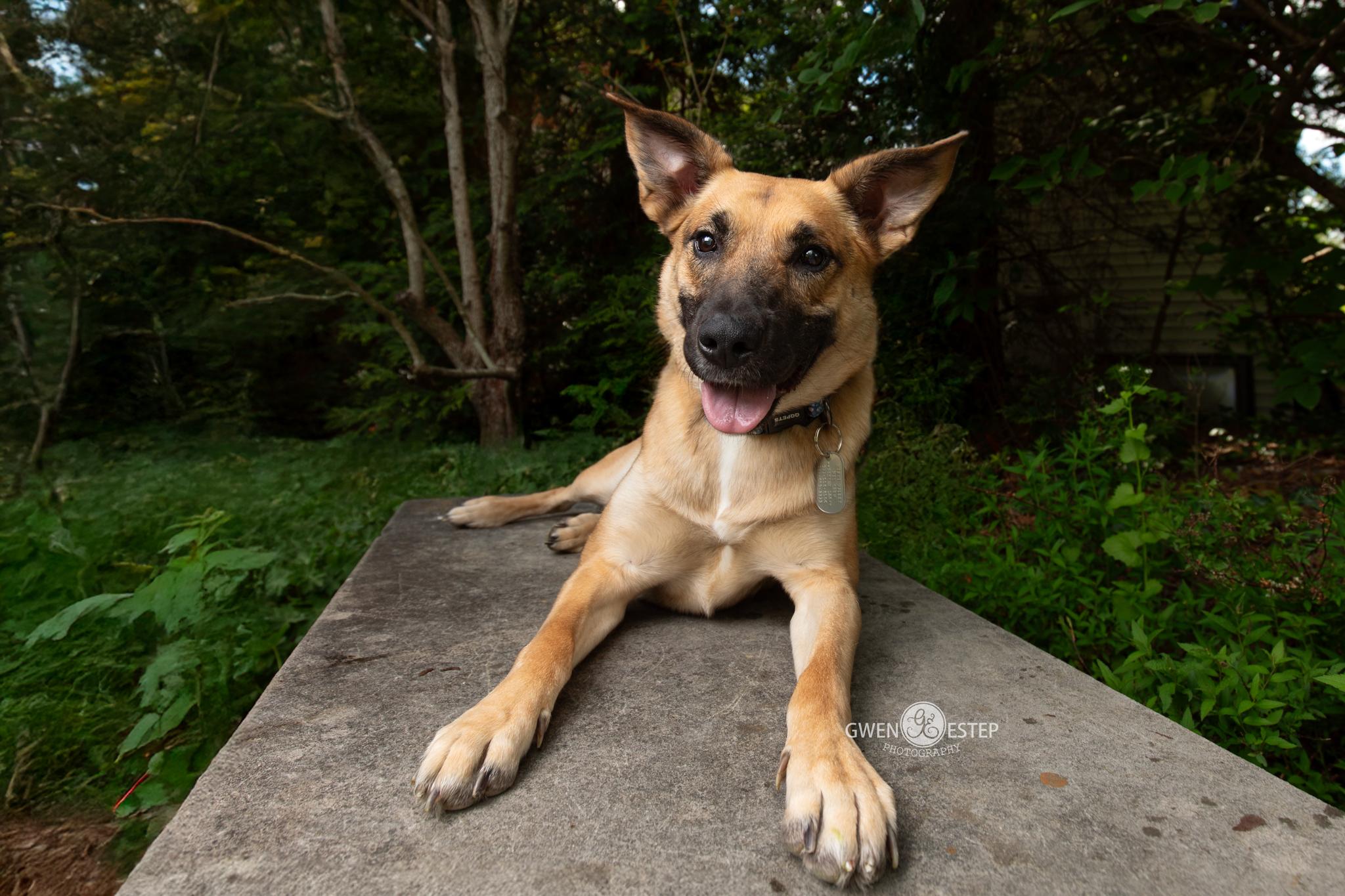 Enlarge Remington *Special needs*, an adoptable mixed breed in Dayton, OH image 2/6