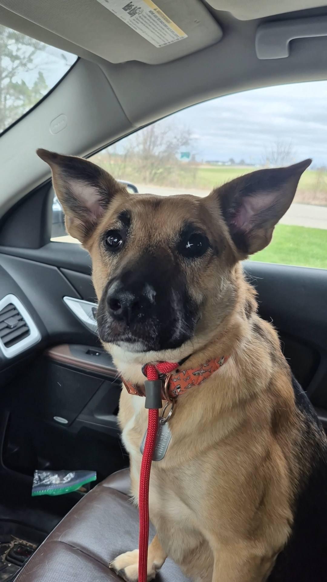 Enlarge Remington *Special needs*, an adoptable mixed breed in Dayton, OH image 4/6