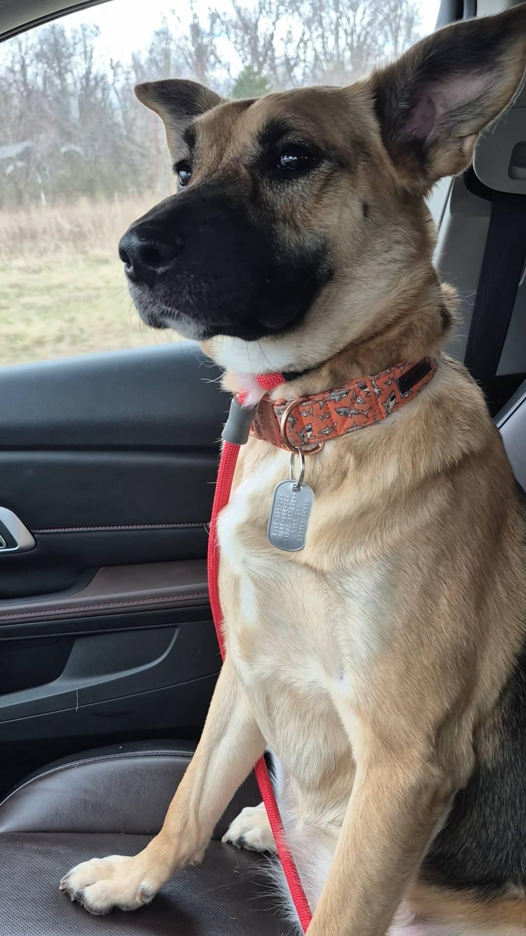 Enlarge Remington *Special needs*, an adoptable mixed breed in Dayton, OH image 2/6