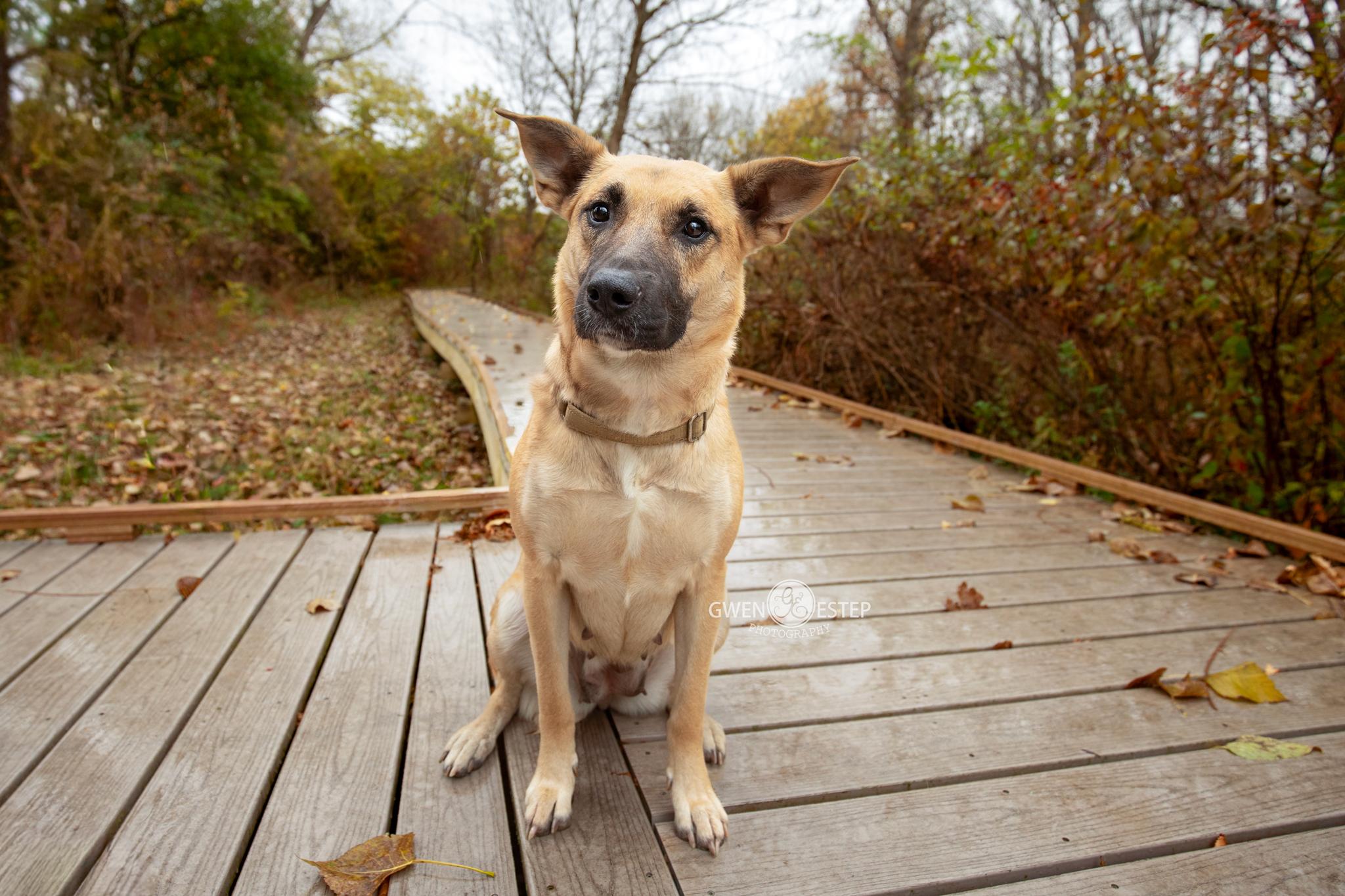 Remington *Special needs*, adoptable, Adult Female German Shepherd Dog.