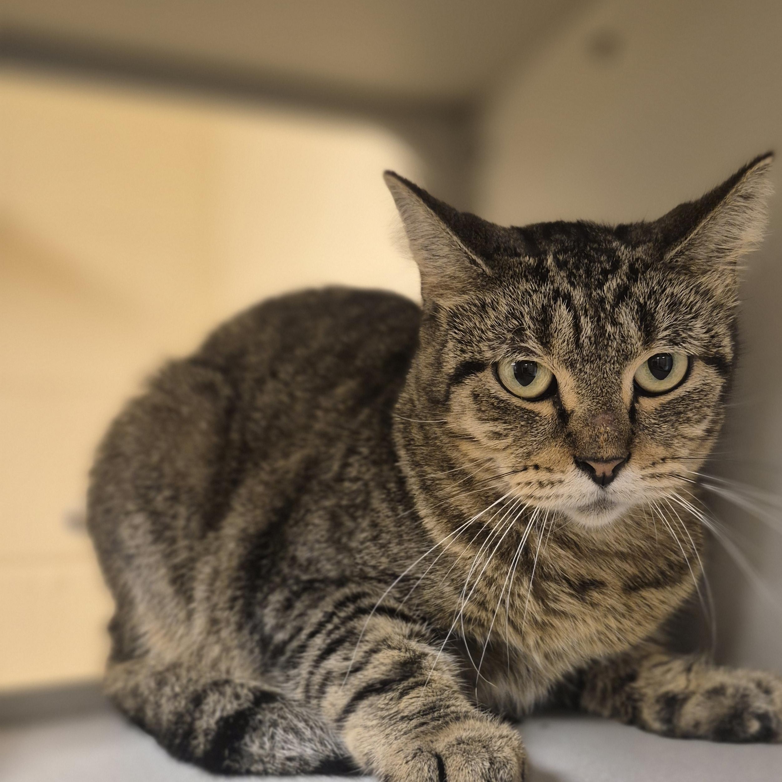 Enlarge Sheila, a Adoptable Domestic Short Hair in Schertz, TX image 2/3