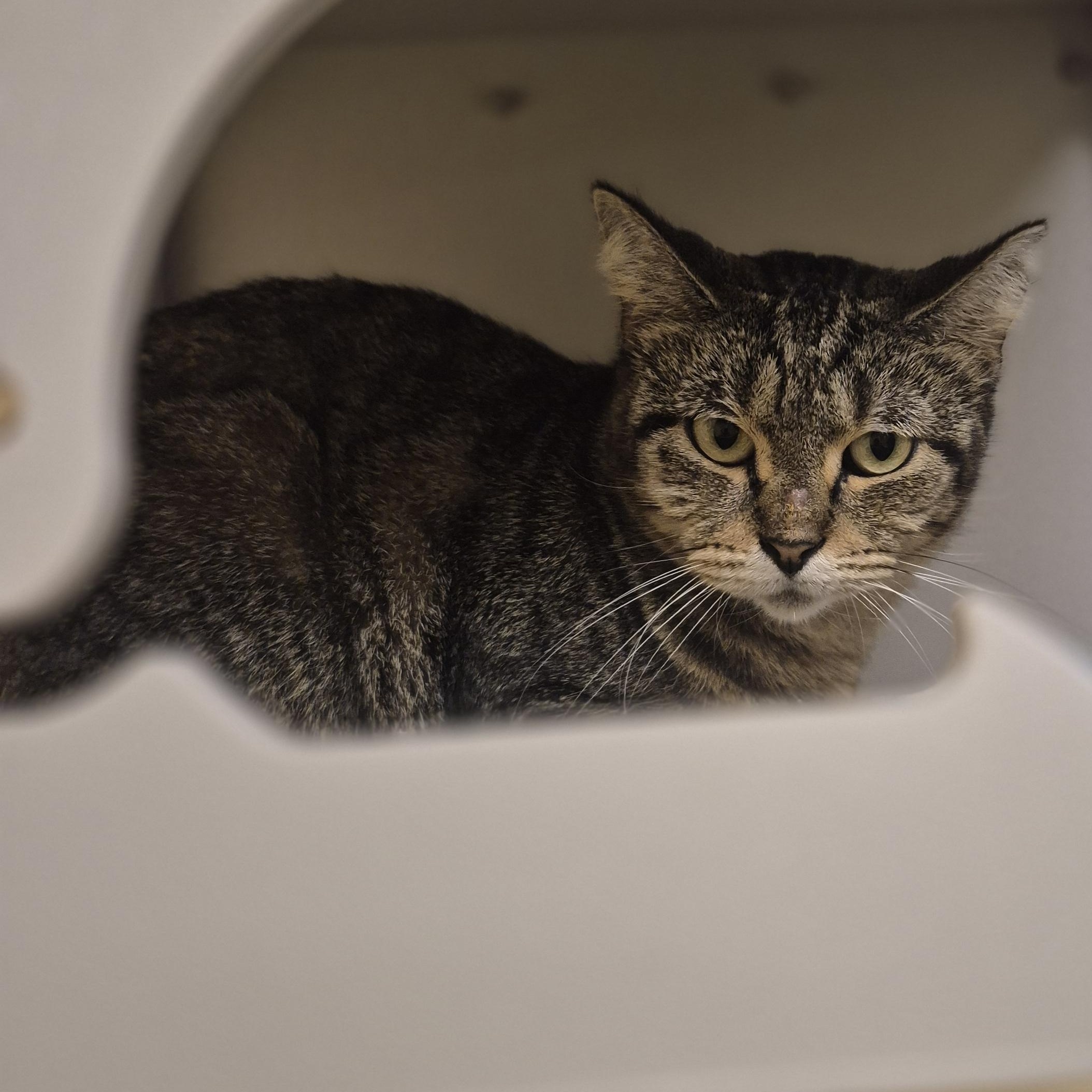 Enlarge Sheila, a Adoptable Domestic Short Hair in Schertz, TX image 3/3