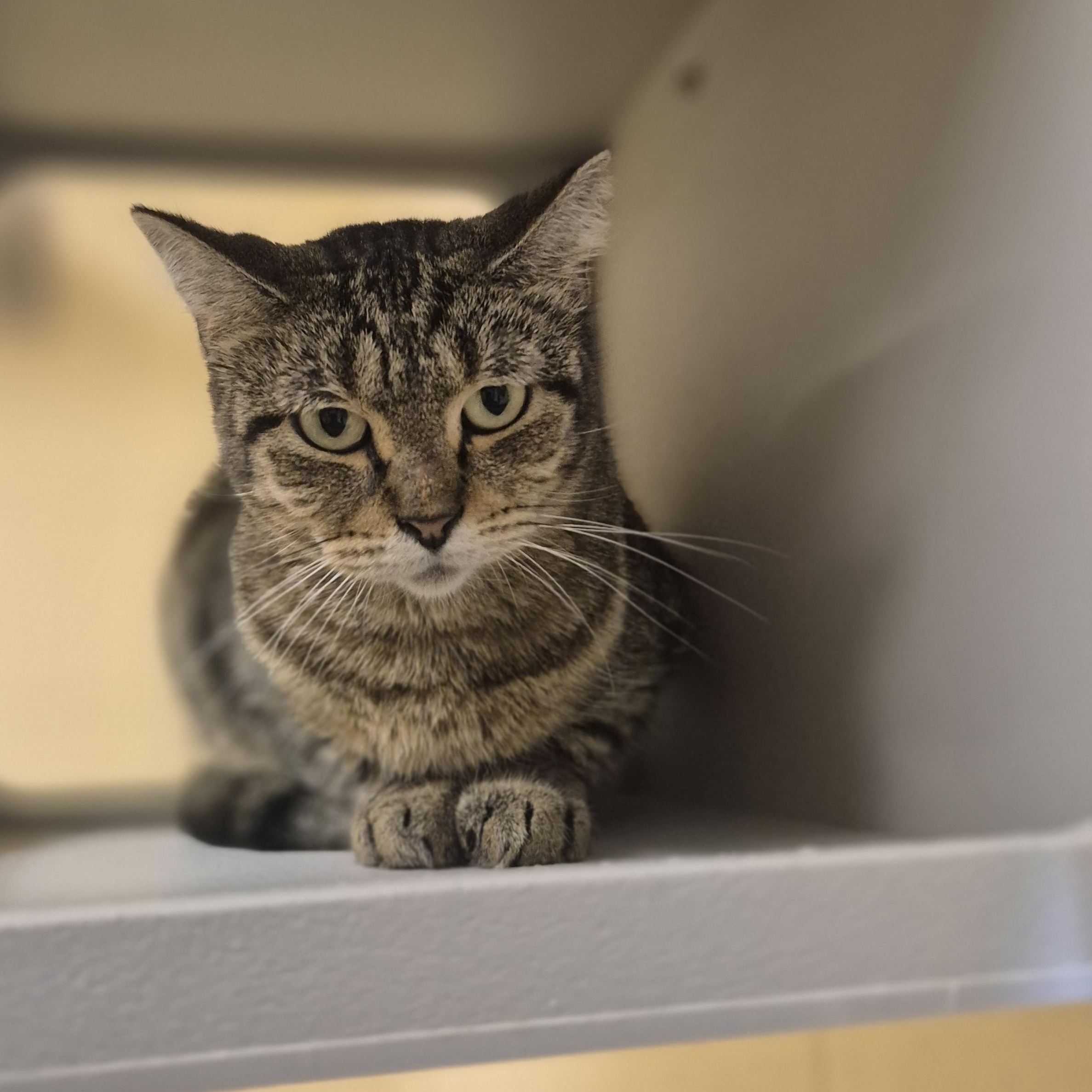 Enlarge Sheila, a Adoptable Domestic Short Hair in Schertz, TX image 1/3