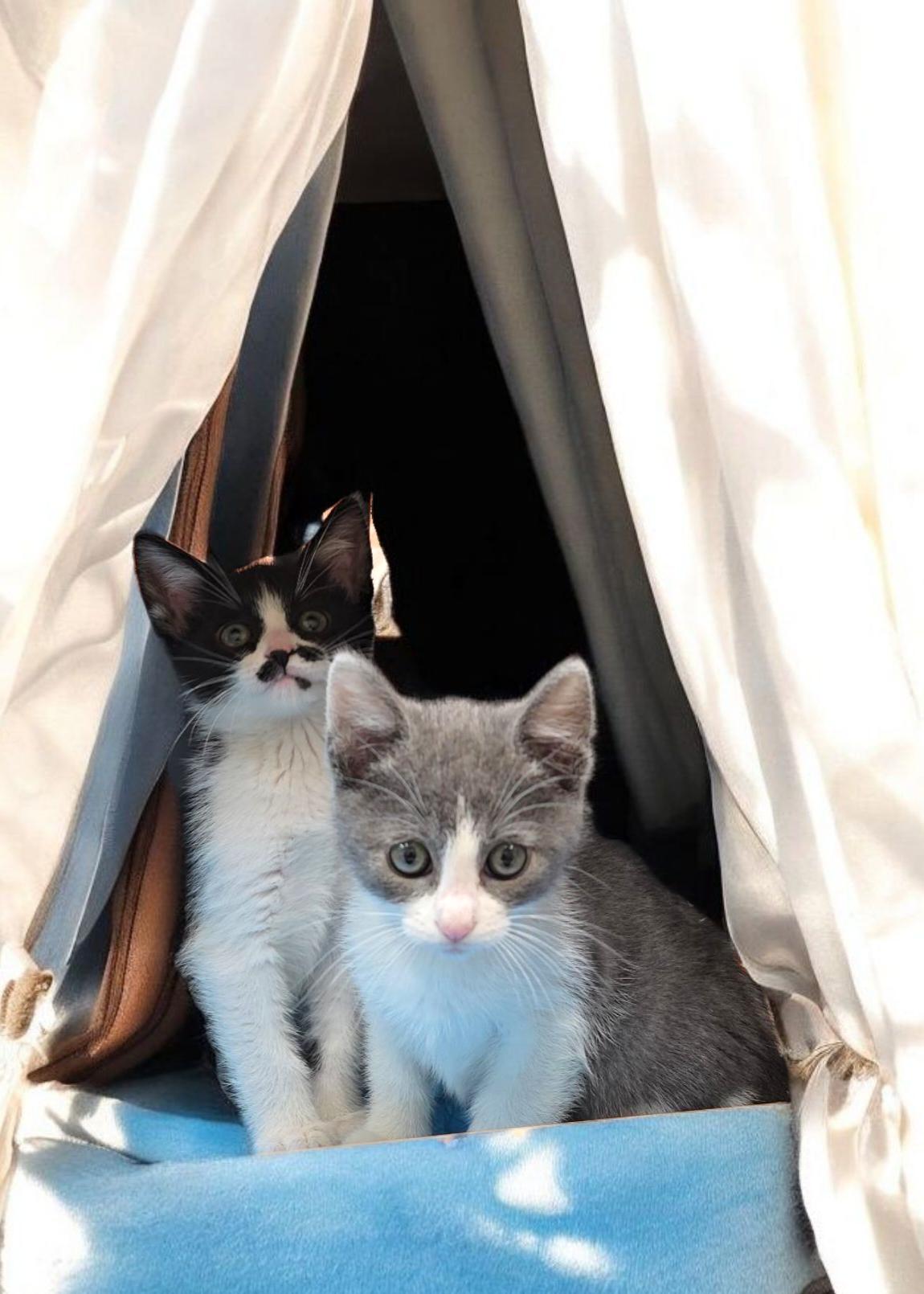 Cleo, Adoptable, Kitten Female Domestic Short Hair & Russian Blue.
